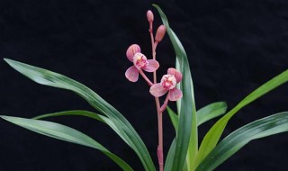 送兰花代表什么意思(送兰花是什么意思?)