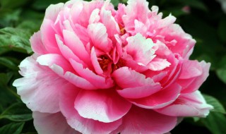 家庭如何让牡丹年年开花又大又美（牡丹怎样种植开花）