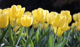 黄色郁金香代表什么意思（金色郁金香代表什么意思）
