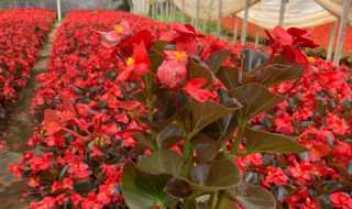 海棠花的种类及养殖方法说明（盆栽海棠花的养殖方法介绍）