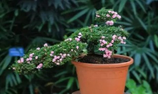 冬天什么花好养又好看（冬季什么花好养又好看）