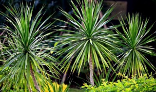 龙血树叶子发黄干枯怎么办（龙血树叶子发黄干枯怎么办?）