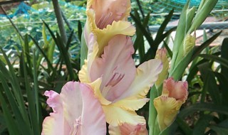 剑兰十大常见品种 剑兰品种名称图片大全