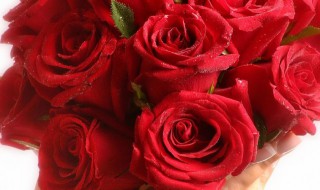 卡布奇诺玫瑰的花语 卡布奇诺玫瑰的花语和寓意