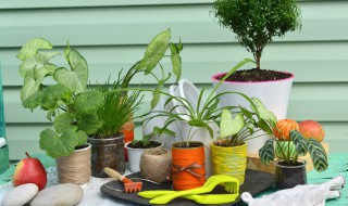 水养富贵竹叶子发黄的原因 水养富贵竹叶子发黄怎么办?教你几招轻松应对!