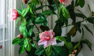 水培玉兰花的养殖方法和注意事项（玉兰花的养殖方法和注意事项视频）