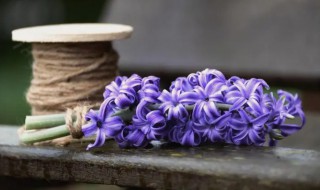 风信子的生日花语 风信子每个颜色的花语