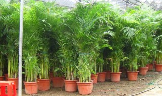 有关凤尾竹的三个传说 凤尾竹的来历