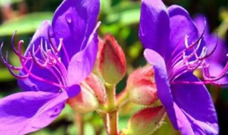 野牡丹的传说（野牡丹百科）