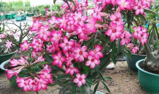 沙漠玫瑰的花语 沙漠玫瑰花的花语