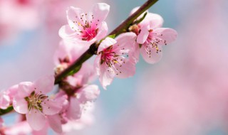 桃花树适合哪里种植 桃花树怎样种植