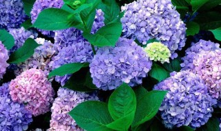 一月生日花语和送花意义 生日送什么花