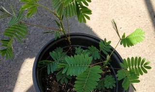 种植含羞草经验(含羞草种植方法)