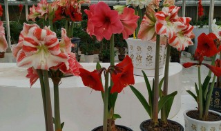 朱顶红只需掌握2个很简单小技巧（如何让朱顶红快速生根）