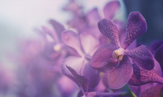 兰花的传说 兰花的传说故事50字