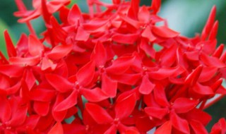 关于龙船花的传说 什么的龙船花