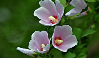 关于木槿花的传说（木槿花有什么）