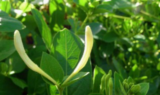 有关金银花的传说（金银花的神话传说）