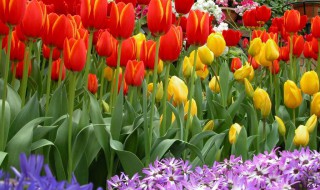 郁金香配什么花好看（郁金香怎样搭配好看）