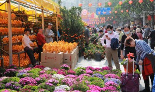 圣诞节送什么花（圣诞节送什么花给女朋友）