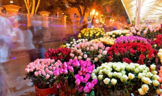 25种常见花花语大全 花语大全50种花的花语