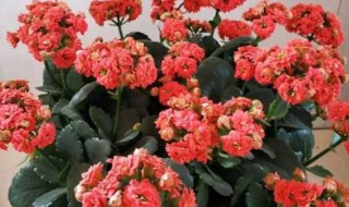 长寿花超级养护大全 长寿花养护小知识