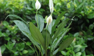 养白掌得注意两个禁忌不能碰（养白掌注意事项）