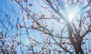 龙游梅的鉴赏以及栽培养护 龙游梅的栽培养护方法