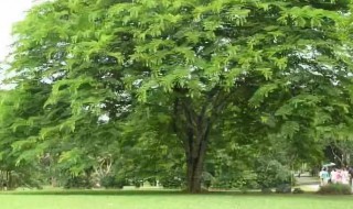 菩提树的传说（菩提树的传说课文批注）