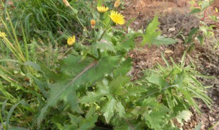 盐续断的功效与作用 盐续断的功效与作用及禁忌