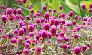 千日红的传说 千日红百度百科