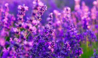 圣诞节送花祝福语汇总 圣诞节鲜花祝福语