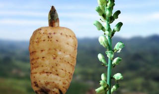 天麻的功效与吃法 天麻的吃法有哪些
