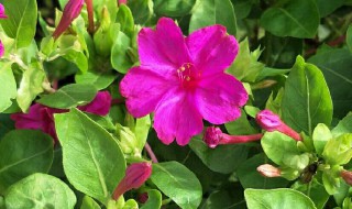 胭脂花的传说 胭脂花的介绍