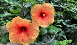 做好5点扶桑花开花如碗大 扶桑花生长过程