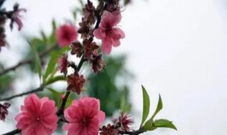 赞美桃花的句子（赞美桃花的句子简短）