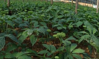 三七和田七有什么区别和功效 三七和田七的功效一样吗