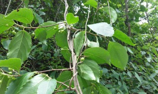 南蛇藤的功效与作用 南蛇藤的功效与作用及药用价值