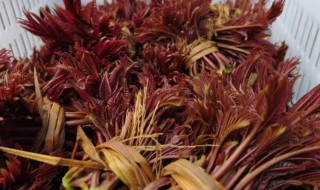 香椿几月份上市（什么时候香椿上市）