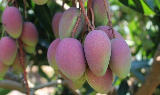 贵妃芒果成熟的季节是几月(贵妃芒的成熟期是几月)