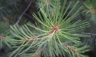 马尾松针的功效与作用（马尾松针的功效与作用图片）