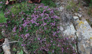 百里香的功效与作用 百里香的功效与作用及食用方法