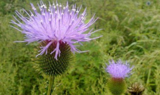 刺儿菜的吃法 刺儿菜的吃法有几种