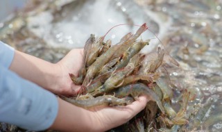 老虎虾的家常做法 老虎虾的家常做法简单