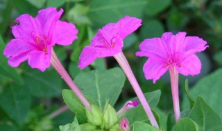 紫茉莉的功效与作用(紫茉莉的功效与作用图片)