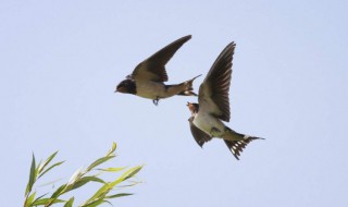 描写燕子的诗句有哪些 描写燕子的诗句有哪些的短视频