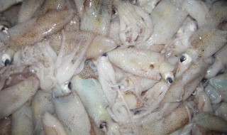 海兔的营养价值及功效 海兔的营养价值及功效带膏