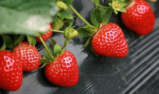 孕妇可以吃草莓吗（孕妇可以吃草莓吗孕中期）