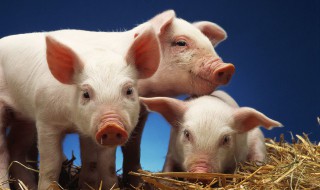 猪骨髓的营养价值（猪骨髓的营养价值表）