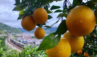 怀化特产有哪些可带走（湖南怀化特产小吃能带走的）